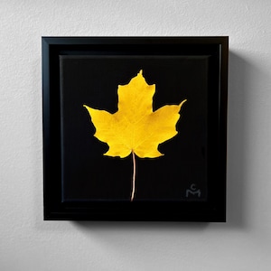 May include: A framed square artwork featuring a vibrant yellow maple leaf against a stark black background. The leaf's intricate details are highlighted, set within a sleek black frame. The artwork is mounted on a white wall.