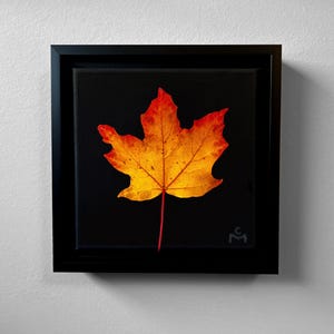 May include: A framed artwork featuring a vibrant autumn leaf. The leaf, with its intricate veins, displays a gradient of colors, transitioning from red edges to a yellow center. The artwork is set against a black background within a black frame.