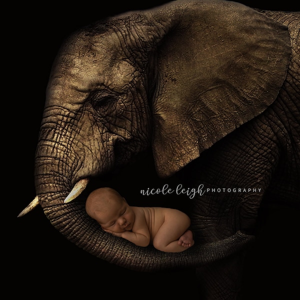 Newborn digital backdrop. Elephant background. Digital. Photography. Composite.