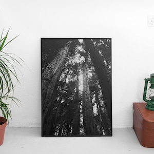 B&W Muir Woods, Black + White San Fransisco (Redwood Trees,Cali Adventure Photo,Travel Photo,Wall Art,Printable Art,Digital Prints Download)