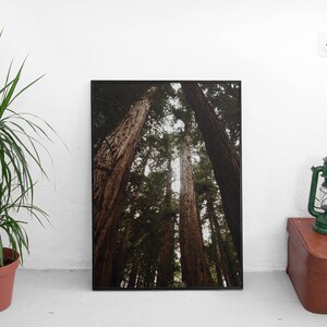 May include: A black framed print of a forest scene with tall trees reaching up towards the sky. The trees are brown and the background is green.