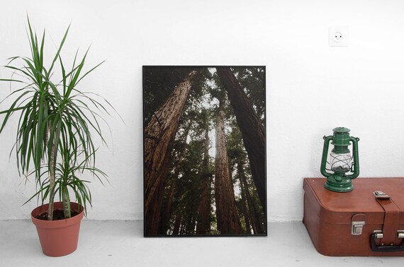 NEW Muir Woods, San Fransisco (Redwood Trees,Cali Adventure Photo,Travel Photos,Wall Art,Printable Art,Digital Prints,Digital Download)