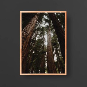 May include: A photograph of tall trees in a forest. The trees are reaching up towards the sky, and the sunlight is filtering through the leaves. The trees are brown and green, and the forest floor is covered in leaves.