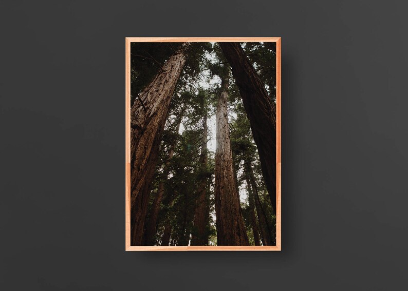 May include: A photograph of tall trees in a forest. The trees are reaching up towards the sky, and the sunlight is filtering through the leaves. The trees are brown and green, and the forest floor is covered in leaves.