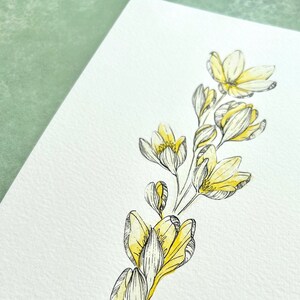 Illustration originale de Crocus, jaune clair image 2