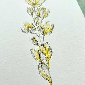 Illustration originale de Crocus, jaune clair image 4