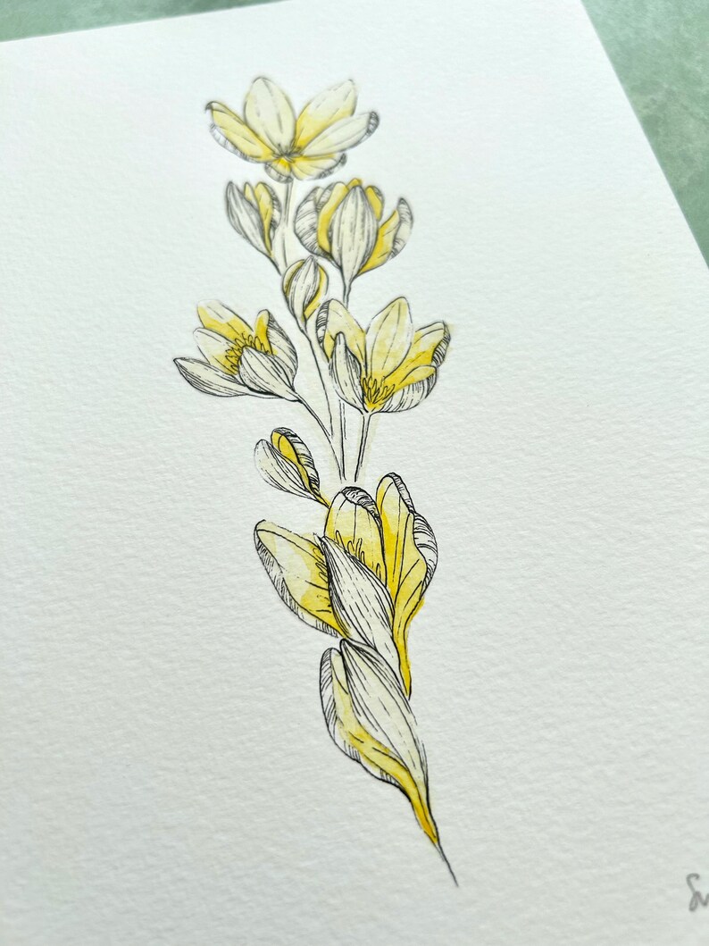 Illustration originale de Crocus, jaune clair image 4