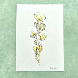 Illustration originale de Crocus, jaune clair image 5