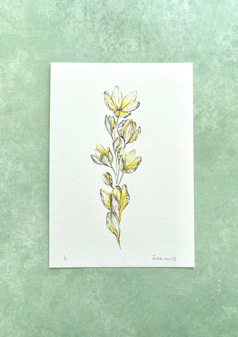 Illustration originale de Crocus, jaune clair image 5