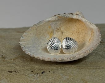 May include: A pair of silver stud earrings with a seashell design, resting inside a natural seashell. The earrings have a textured, ridged surface, reflecting light. The background is a neutral, light color.