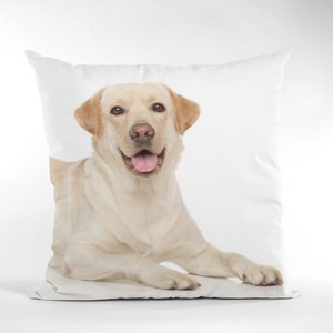 May include: A white pillow with a cream-colored Labrador Retriever lying on it. The dog is looking directly at the camera with its mouth slightly open, revealing its tongue.