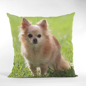 May include: A small, light brown chihuahua dog with black eyes sits in a patch of green grass. The dog is looking at the camera.