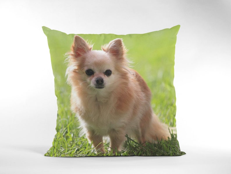 May include: A small, light brown chihuahua dog with black eyes sits in a patch of green grass. The dog is looking at the camera.