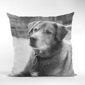 May include: Black and white photo of a dog with a collar looking to the left. The dog is on a pillow with a white background.