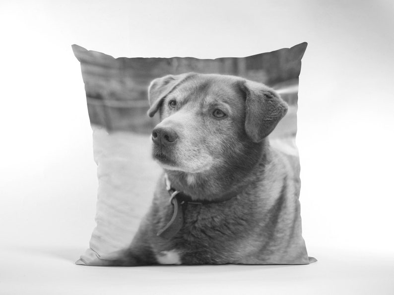 May include: Black and white photo of a dog with a collar looking to the left. The dog is on a pillow with a white background.