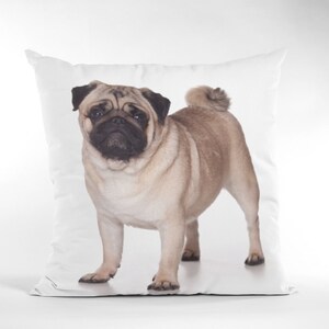 May include: A tan and brown pug dog with black eyes and a short snout is standing on a white background. The dog is looking at the camera.