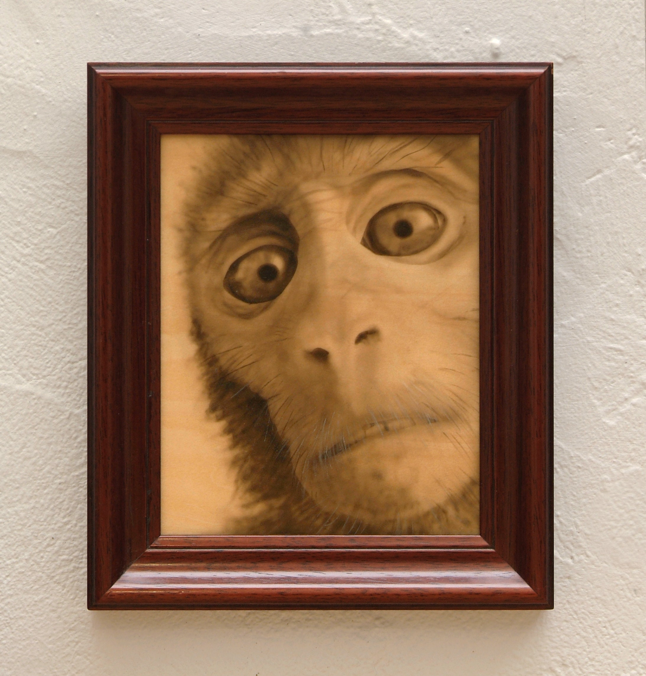 Napoleon Close-up Monkey 0107 from the Series little - Etsy