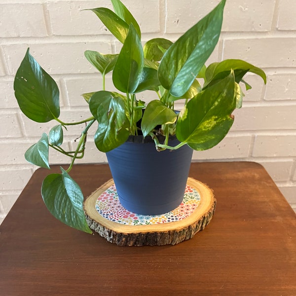 9 inch Wood slice plant coaster