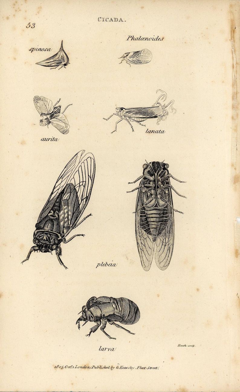 NOT REPRODUCTION Original 1805 Insect Print Antique Art Wall Decor
