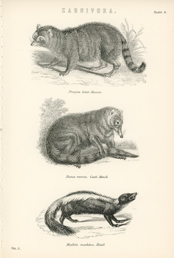 Wall Decor NOT REPRODUCTION Original 1785 Natural History Print Antique Art