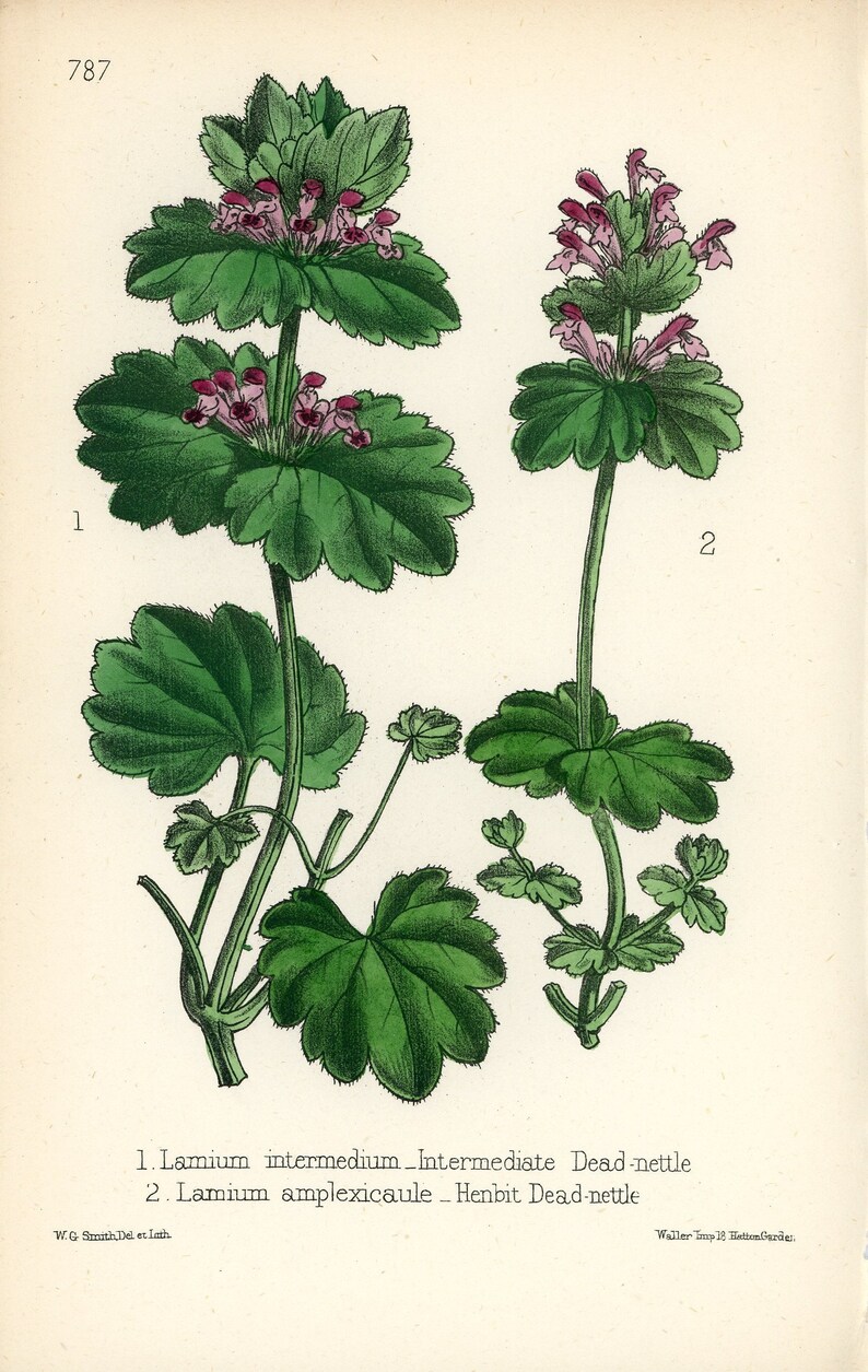 NOT REPRODUCTION Wall Decor Original 1800/'s Botanical Print Antique Art