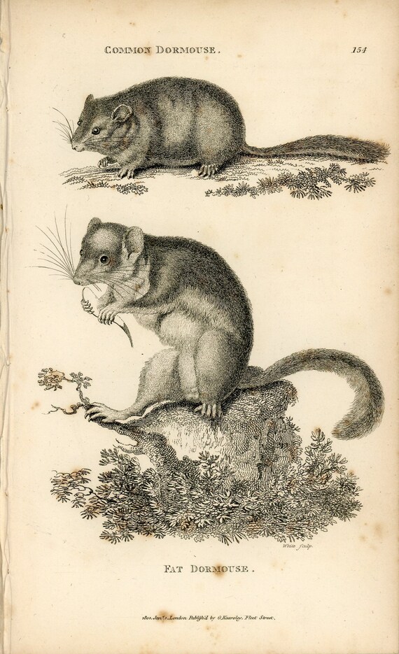 Wall Decor NOT REPRODUCTION Original 1785 Natural History Print Antique Art