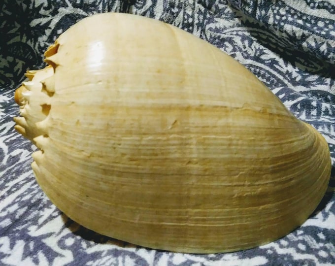 Conch shell large smooth with vintage interlocking wooden stand. 1950s