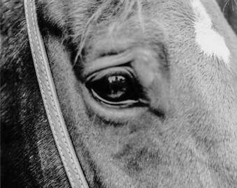 Silver, black and white photography print,equine photography, horse art