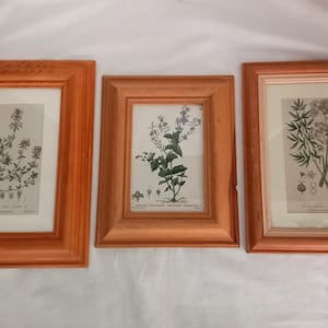May include: Three wooden picture frames with botanical illustrations of flowers and plants. The frames are light brown and have a simple design.