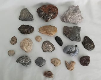 Lot von 20 Hand gesammelten UK Fossilien Fossilienbündel Muschelkoralle Brachiopode