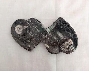 Cuenco para platos de mármol fósil de orthoceras y goniatita con doble corazón, blanco y negro, 7,5"
