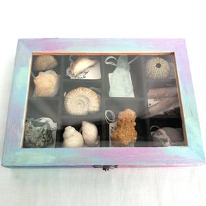 OOAK Collectors Treasure Box Of UK Fossils & Beachcombing Mudlark Finds