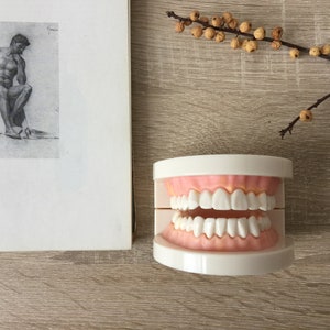 Protes, anatomisk modell av protes, vintagekäke