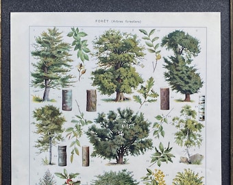 Illustration ancienne Millot, dictionnaire Larousse, affiche ancienne, Affiche originale, "Forêt, arbres forestiers"