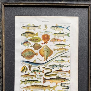 Ilustración antigua de Millot, diccionario Larousse, cartel antiguo, litografía original, Pez