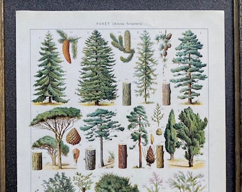 Illustration ancienne Millot, dictionnaire Larousse, affiche ancienne, Affiche originale, "Forêt, arbres forestiers"