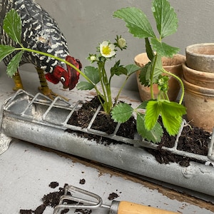 May include: A metal planter with strawberry plants, showing green leaves and white flowers, on a distressed wooden surface. A decorative chicken and a small garden rake are also present, suggesting a gardening theme.