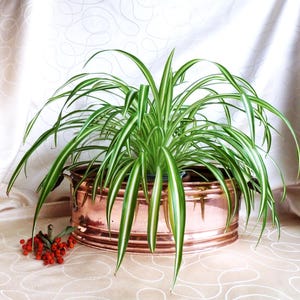 May include: A spider plant with long, green and white striped leaves, in a copper-coloured planter. The planter has a rounded shape with a rolled rim and two handles. A small cluster of red berries rests near the planter.