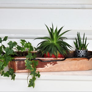 Puede incluir: Una maceta de cobre con tres plantas, incluyendo una suculenta, hiedra y una planta serpiente. La maceta tiene un asa de metal negro y una figura de rana está en el lado izquierdo.