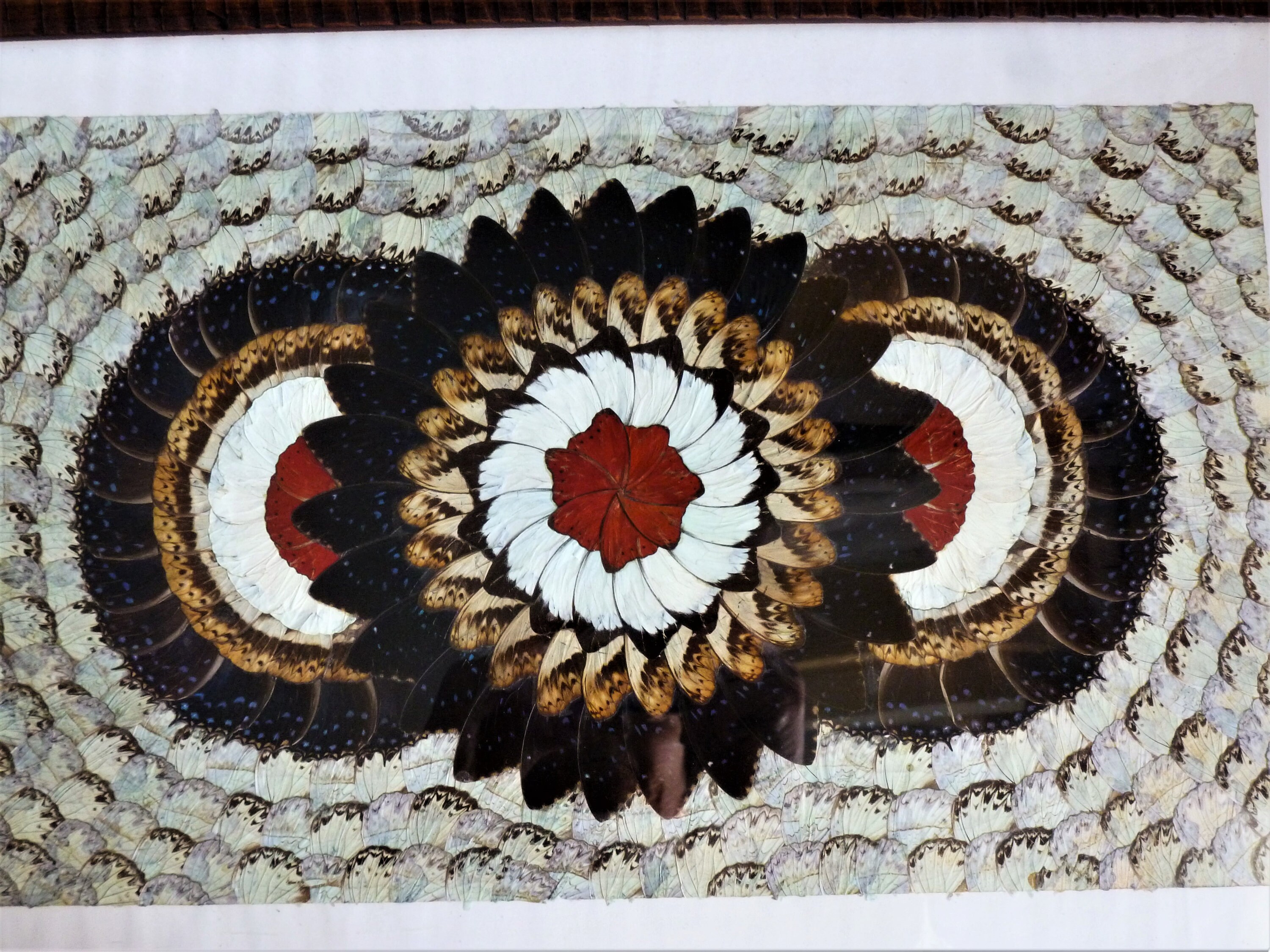 Tableau Ailes de Papillons, Tableau Mural Naturaliste, Cabinet Curiosités, Décoration Murale Cadeau 