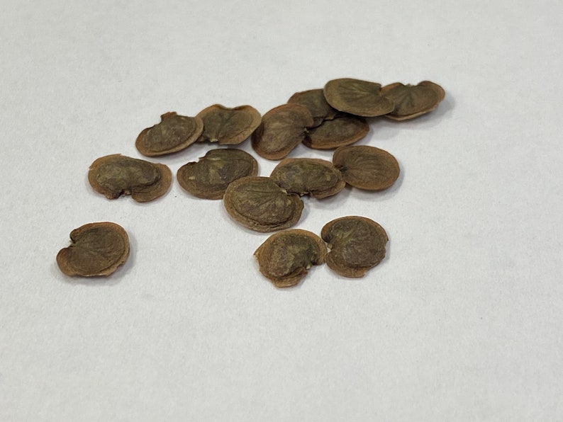 Lunaria annua purple money plant seeds. Honesty plant