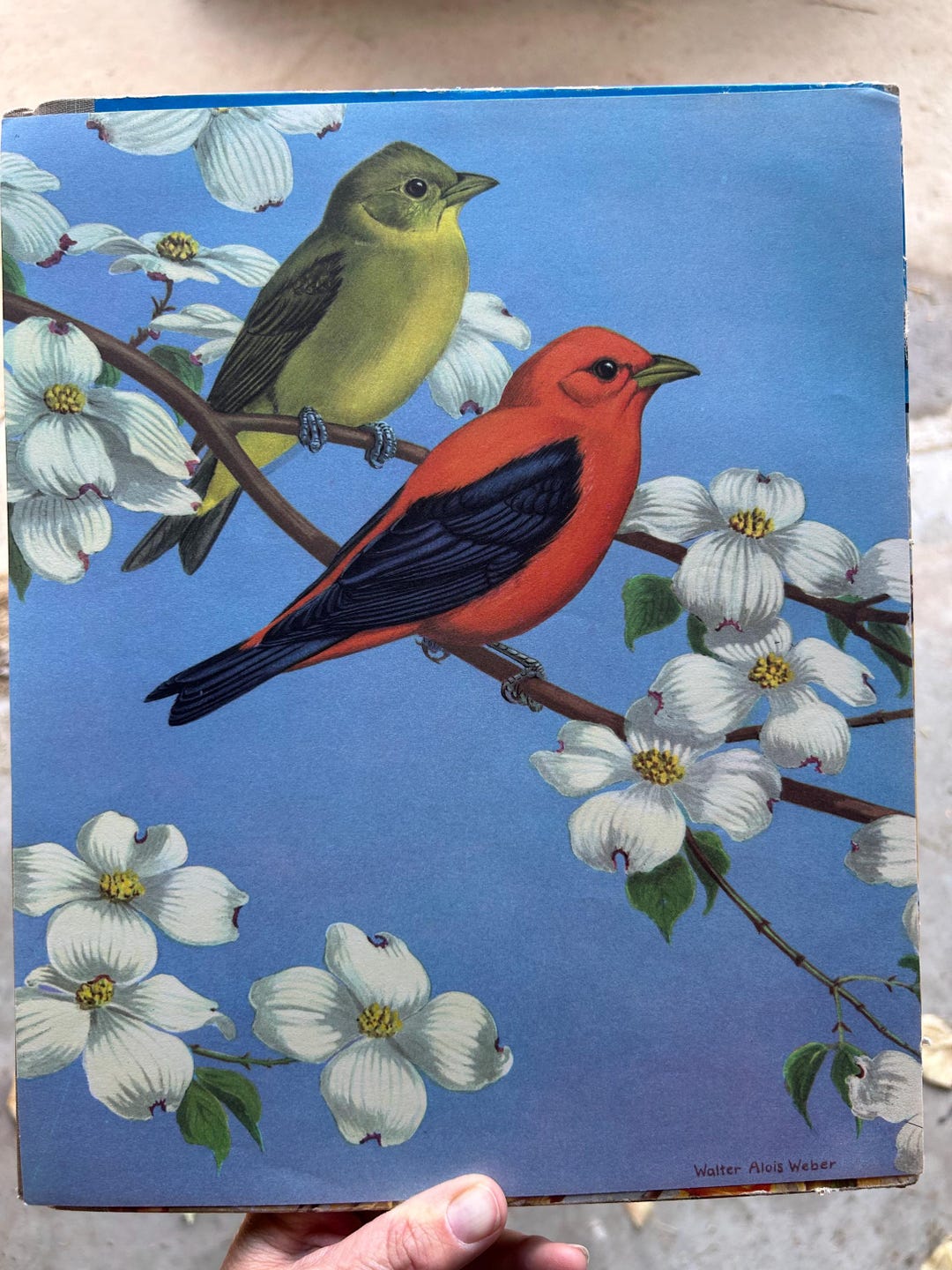 Original Vintage Scarlet Tanager Book Plate/litho ~ Traveling With the ...