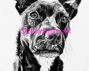 May include: Black and white ink drawing of a dog's head. The dog has a white patch on its chest and is looking directly at the viewer.