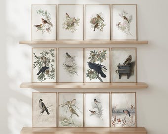Vintage Bird Print: Archival Matte Paper or Rolled Canvas