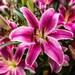 20 Sharpness Presets for Lightroom