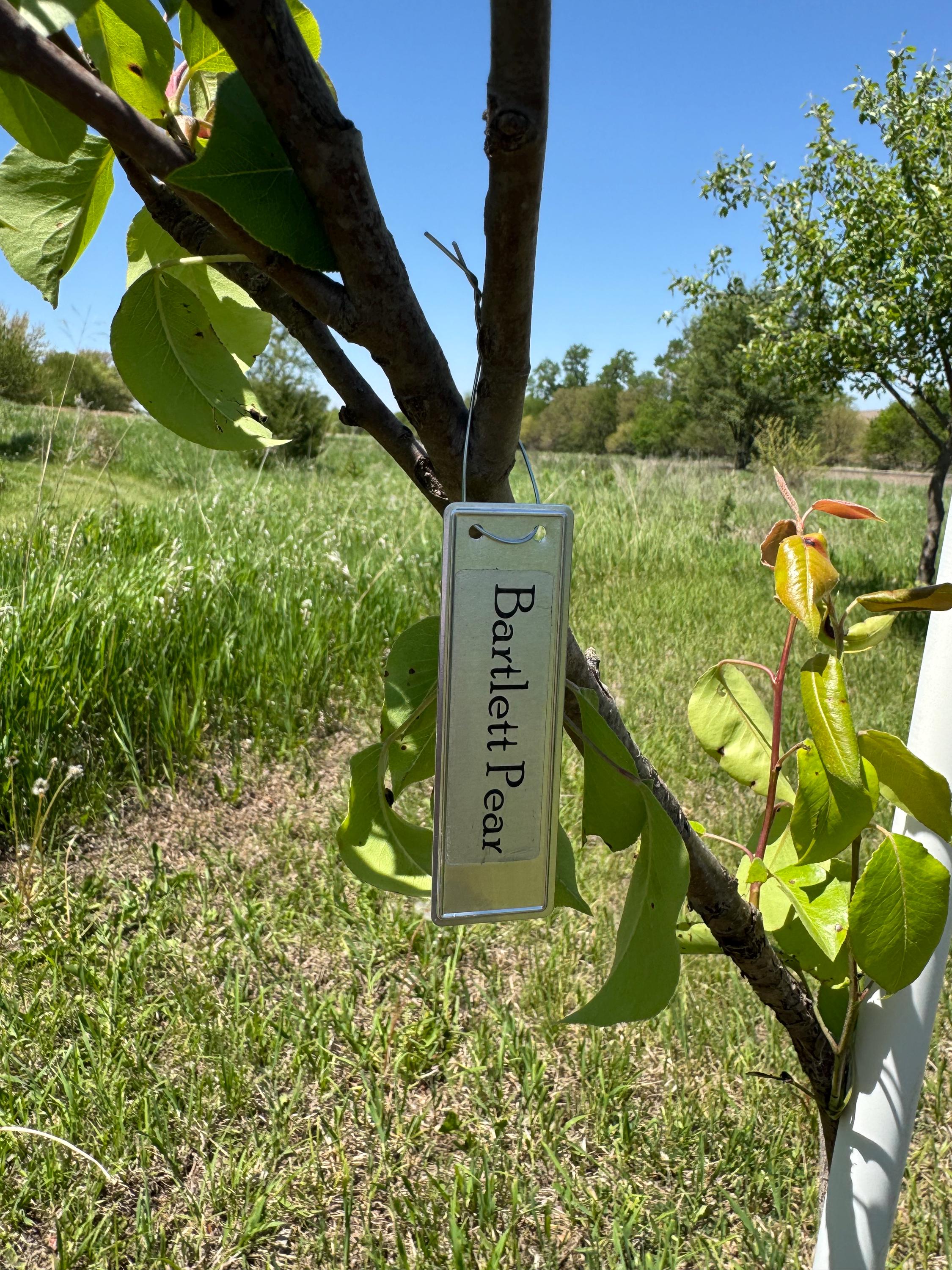 50 Aluminum Plant Tags – Custom Tree Markers With Paint Pen - Etsy