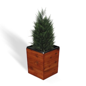 May include: A square wooden planter with a dark stain finish. The planter contains a small evergreen tree with green needles. The planter has a black metal rim around the top edge. The planter is on a white background.