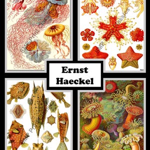 May include: Four framed prints featuring detailed illustrations of marine life. The prints showcase various species of jellyfish, starfish, and fish, rendered in vibrant colors and intricate detail. The text "Ernst Haeckel" is displayed in a white box.