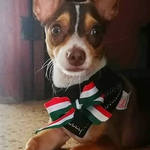 Mexican Dog Bandana, Mariachi Over the Collar Bandana, Mariachi Dog Bandana, Folklore Mexico Dog, Charro Bandana, Cinco de Mayo Pet