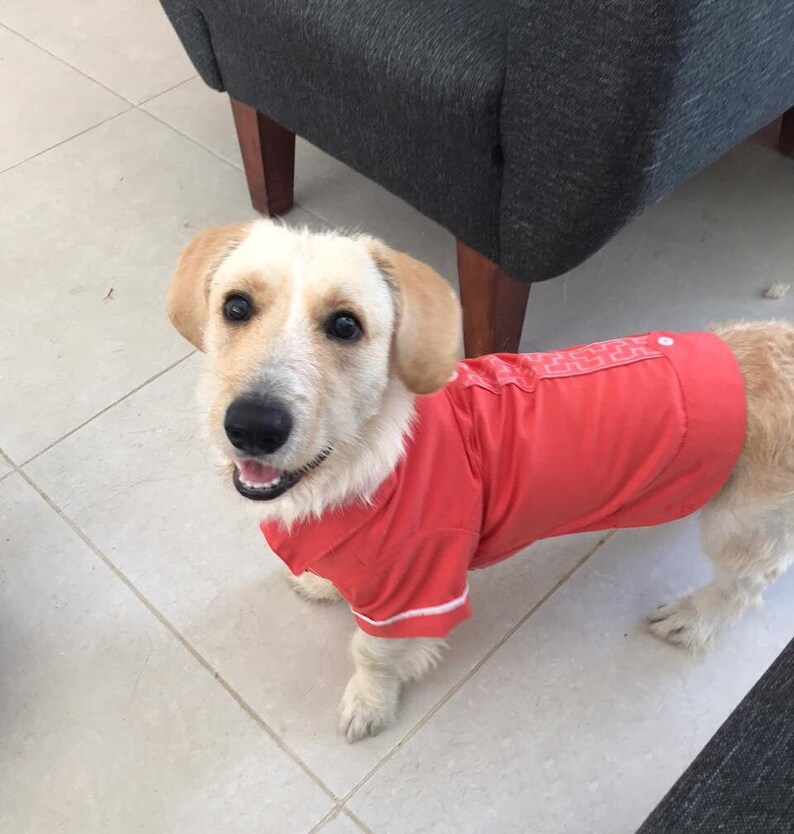 Mexican Dog Guayabera Yucatecan Dog Guayabera Yucatan Pet Etsy